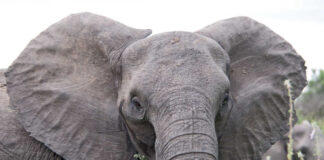 Angry Elephant Ears