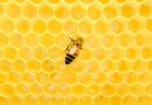 Honeybee Buzz