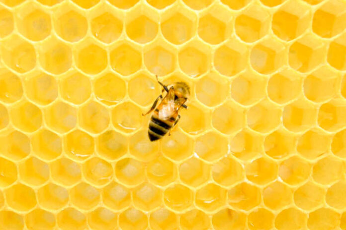 Honeybee Buzz